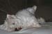 070308Cluny_01-copy