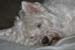 070308Cluny_02-copy