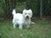 Cluny2000_02-copy