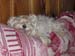 Cluny_2005_06-copy